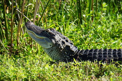 Close-up of a lizard on grass