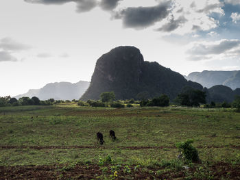 Cows grazing on field by mountain against sky