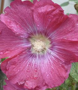 Close-up of hibiscus blooming outdoors