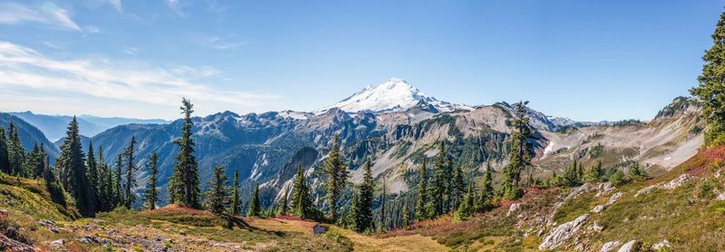 Panoramic view of pine trees and mountains against blue sky