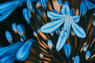 Close-up of blue flowering plant