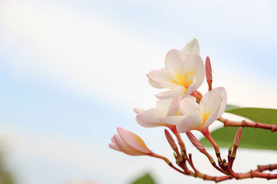 Close-up of fresh pink cherry blossoms against sky