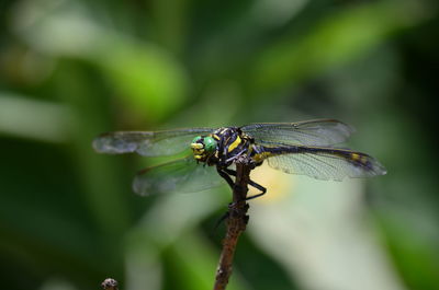 Close-up of dragonfly on leaf