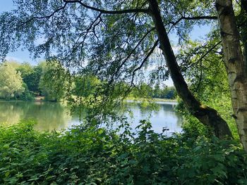 Scenic view of lake in forest