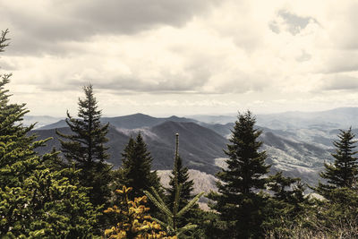 Pine trees in forest against sky