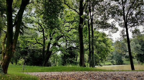 Trees in park