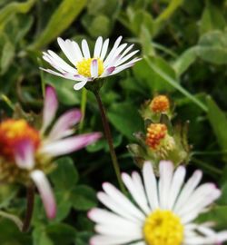 Close-up of pink flower blooming outdoors
