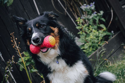 Close-up of dog in the garden with a chew toy