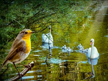 Birds perching on a lake