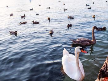 High angle view of swans swimming on lake