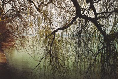 Bare trees against sky