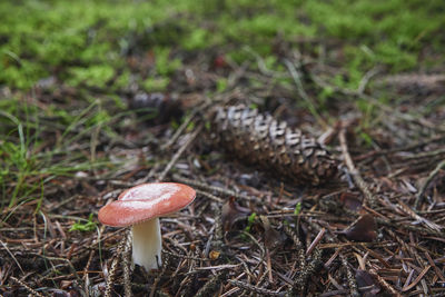 fungus
