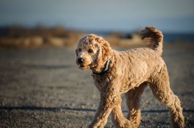 Close-up of dog on beach against sky