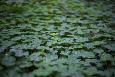 Close-up of leaves in water