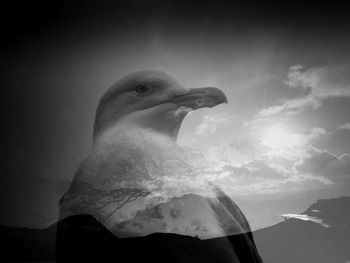 Black and white double exposure of a seagull against a mountain background 