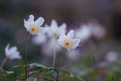 Close-up of white flowering plant