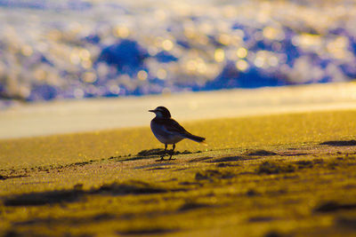 Bird perching on a field