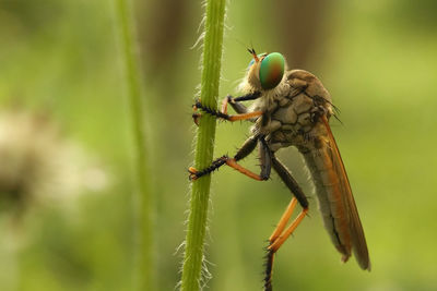 Close-up of insect on leaf