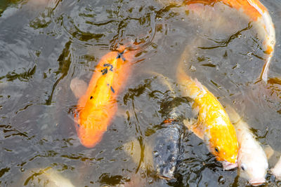 High angle view of koi carps swimming in pond