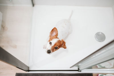 Top view of beautiful jack russell dog sitting in shower ready for bath time. pets indoors at home