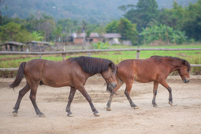 Horses in the field