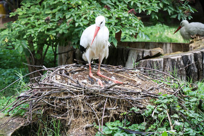 View of birds perching on nest