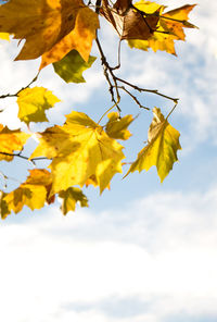 Low angle view of yellow maple tree against sky