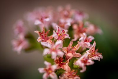 Close-up of pink cherry blossom