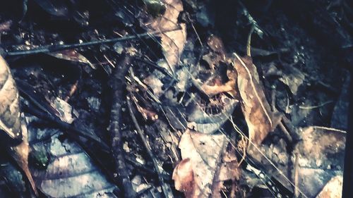 Full frame shot of lizard