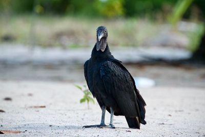 Close-up of bird perching outdoors