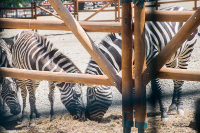 Zebras standing in zoo