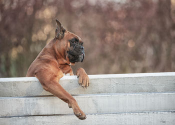 German boxer dog sits on a park bench on a spring day