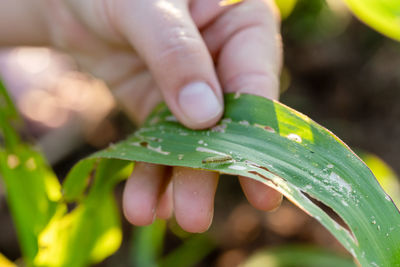 Close-up of hand holding wet leaves