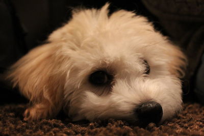 Close-up of dog lying down