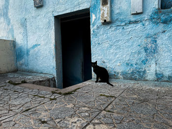 Cat sitting on door of building