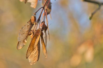 Close-up of dry leaves hanging on twig