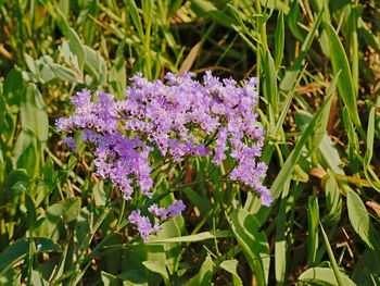 Close-up of purple flowering plants