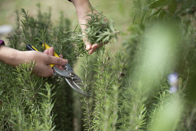 Cropped image of person chopping plant