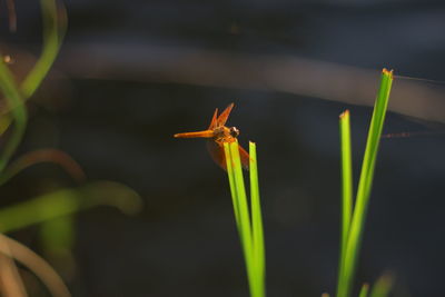 Close-up of insect on plant