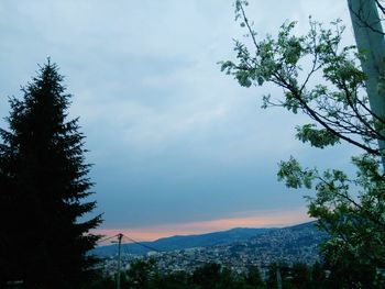 Low angle view of silhouette tree against sky