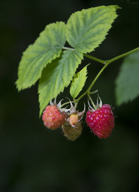 Close-up of red berries