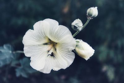 Close-up of white flowering plant