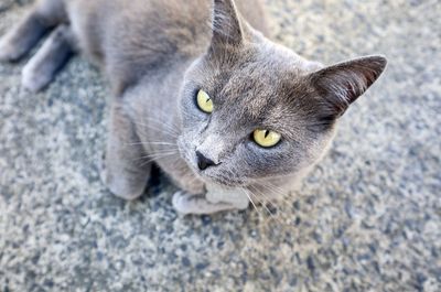 Close-up portrait of a cat