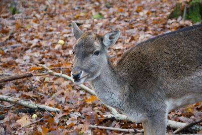 Close-up of lizard on field during autumn