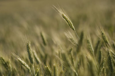 Close-up of wheat growing on field