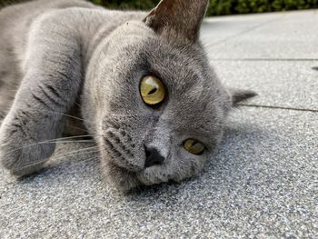 Close-up portrait of cat relaxing outdoors