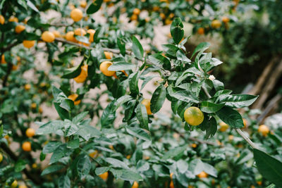 Close-up of fruits growing on tree