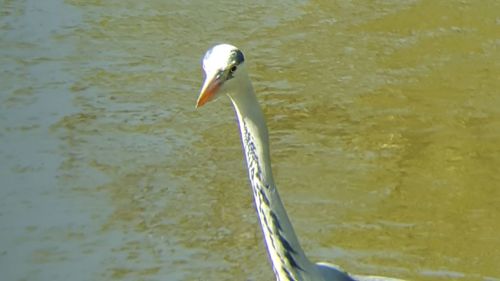 White duck swimming in lake