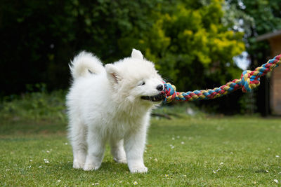 Dog playing with rope on field