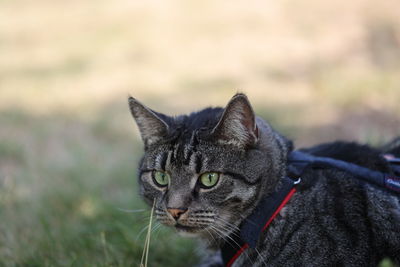 Close-up portrait of a cat looking away